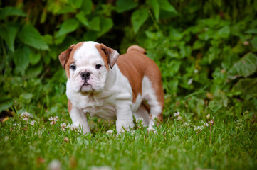 cute english bulldog puppy standing outside