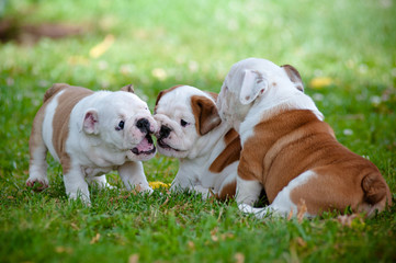 English bulldog puppies playing together