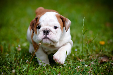 Fototapeta premium english bulldog puppy outdoors