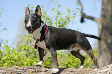 miniature bull terrier standing on a tree