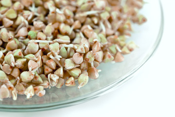 sprouts and a very useful green buckwheat