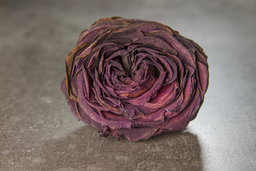 Obraz premium dry rose