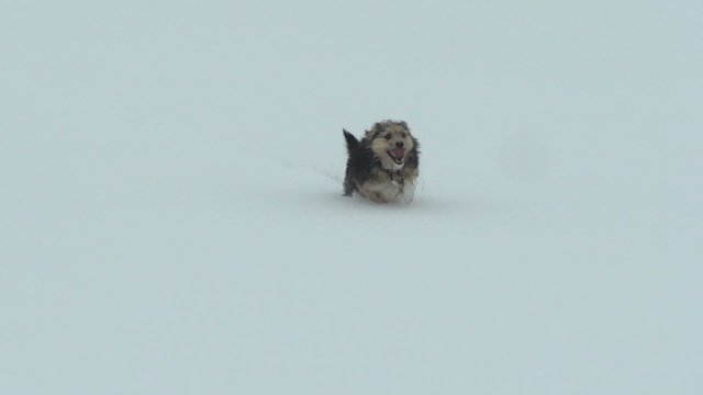 dog plays in the snow
