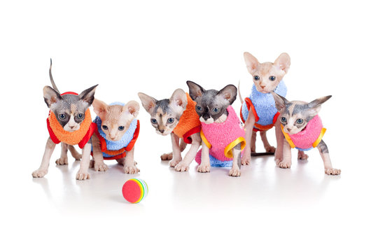 Six funny hairless kittens with ball brood of Canadian sphynx
