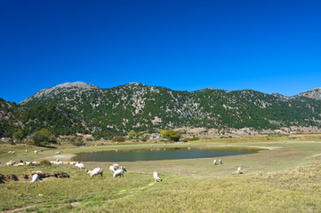 Schafherde n den Bergen von Kreta/Griechenland
