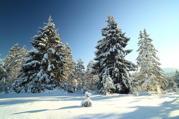 winterliche B&auml;ume