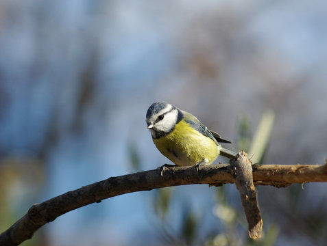M&eacute;sange bleue