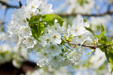 Frühlingsblüten