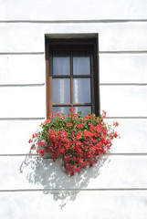 Fototapeta na wymiar Starożytni Kwiaty okno