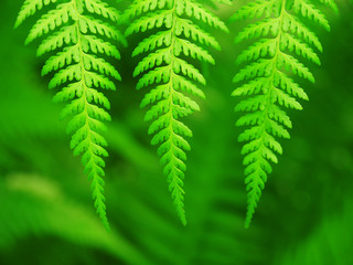 Green leaves