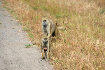 Monkey family