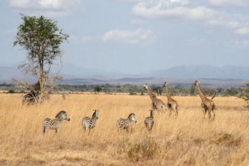 Fototapeta na wymiar Zebry i żyrafy