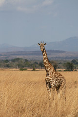 Giraffe