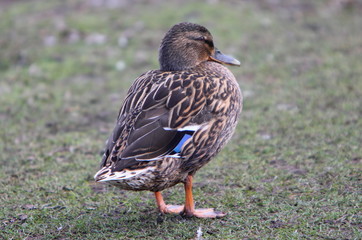 Female mallard