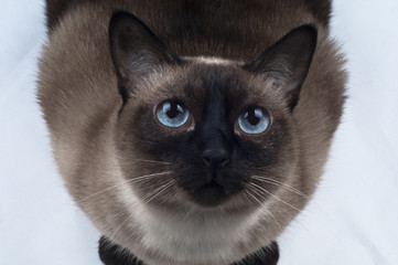 Siamese Cat looking up the Camera