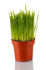 Green grass in a flowerpot isolated on white