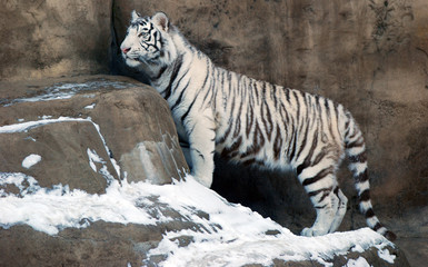 White tiger