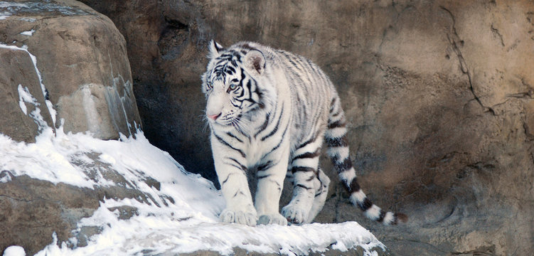 Fototapeta White tiger