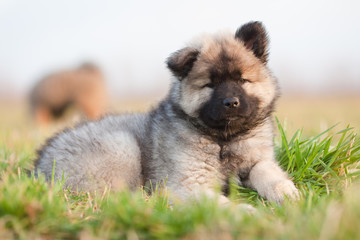 Eurasier Welpe