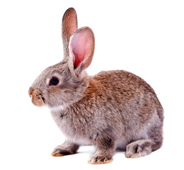 gray rabbit isolated