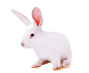 white rabbit isolated
