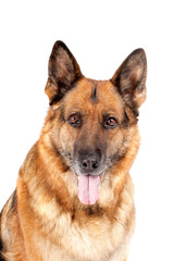 german sheepdog portrait