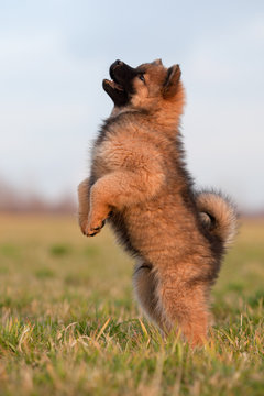 Eurasier Welpe macht M&auml;nnchen