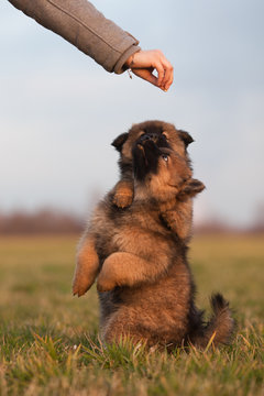 zwei Eurasier Welpen beim F&uuml;ttern