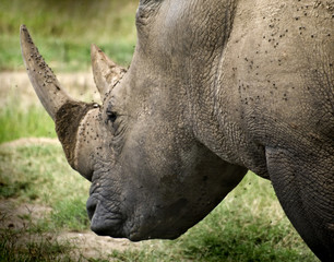 Fototapeta premium Rinoceronte