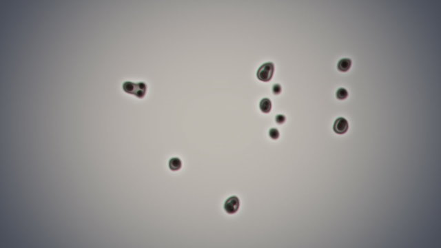 Bacteria cloning irregularly