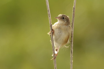 Cisticola juncidis