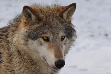 Fototapeta premium North American Wolf