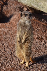 Meerkat