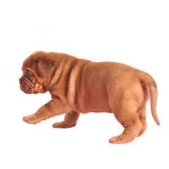 Obraz premium French Mastiff puppy walking