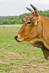 Obraz premium Cow