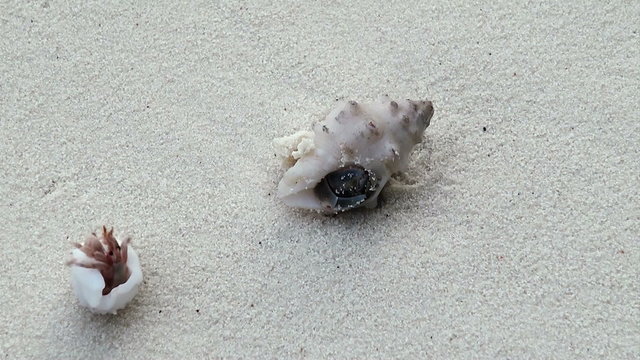 hermit crab