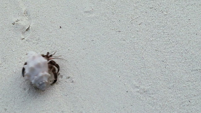 hermit crab
