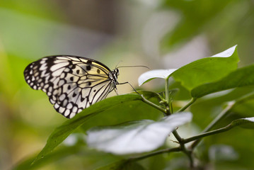 butterfly
