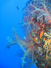 Parete corallina