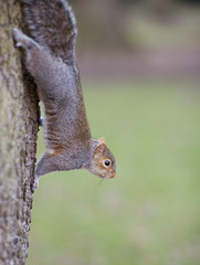squirrel on a tree
