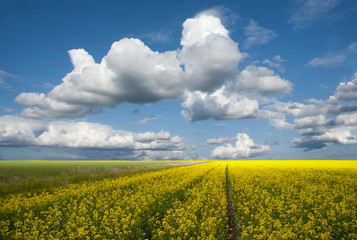 Obraz premium Rapeseed oil field