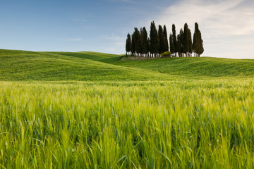 Group of cypresses, San Quirico d´Orcia, Tuscany, Italy