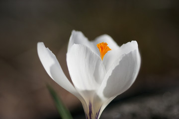 White crocus