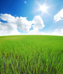 Obraz premium Rice field green grass