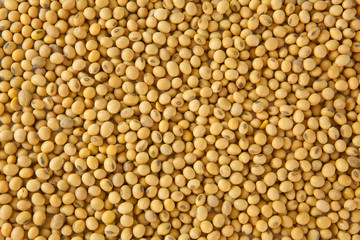 soy bean pattern