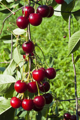 Cherries on the tree