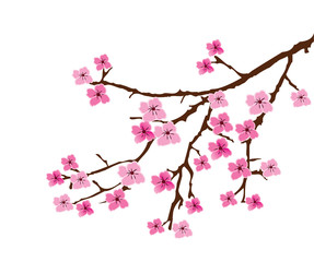 vector cherry blossom © peony