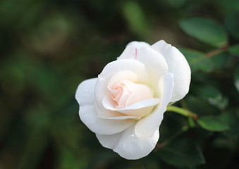 上品な薔薇ブライダル・ティアラ