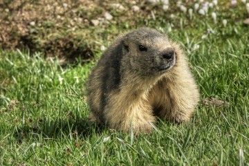 marmotte