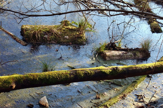 Marais